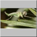 Chironomidae sp - Zuckmuecke m1a 7mm.jpg